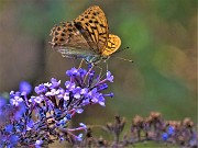 73 Buddleia-Albero delle farfalle sulla stradetta per Palestra di roccia
